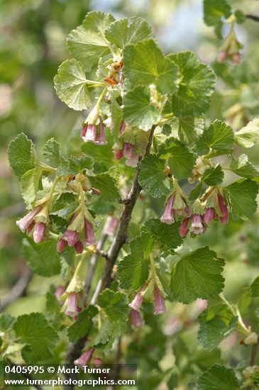 Ribes cereum