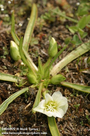 Lewisia nevadensis