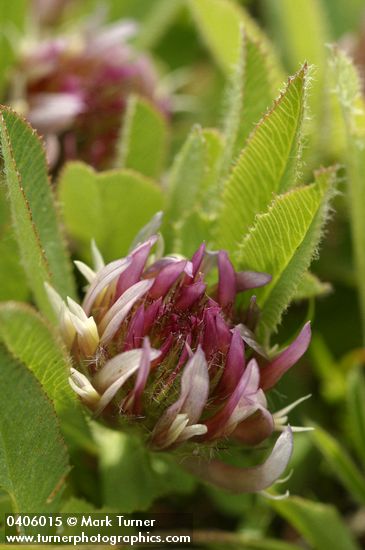 Trifolium longipes