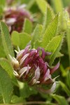 Long-Stalked Clover blossoms & foliage detail