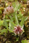 Long-Stalked Clover blossoms & foliage detail