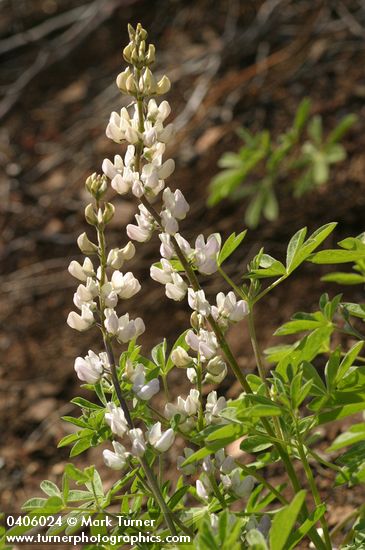 Lupinus tracyi