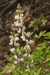 Tracy's Lupine (white form) blossoms & foliage