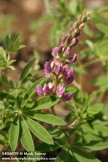 Lupinus tracyi