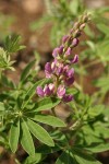 Tracy's Lupine (blue form) blossoms & foliage