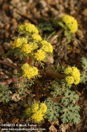 Sanicula bipinnatifida