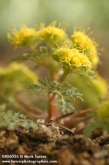 Sanicula bipinnatifida