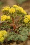 Purple Sanicle blossoms & foliage low-angle view