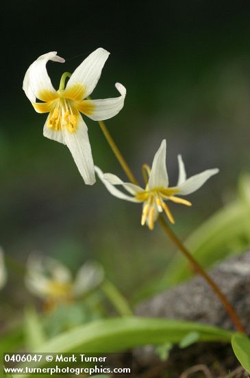 Erythronium klamathense