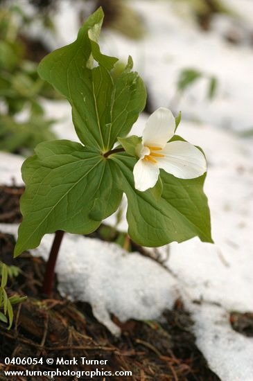 Trillium ovatum