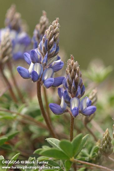 Lupinus sellulus ssp. sellulus var. sellulus (L. lepidus var. sellulus)