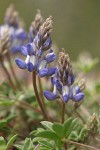 Donner Lake Lupine blossoms & foliage
