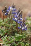 Donner Lake Lupine blossoms & foliage