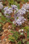 Squawcarpet blossoms & foliage detail