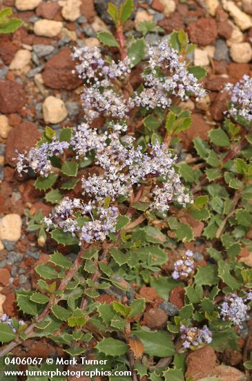 Ceanothus prostratus