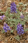 Donner Lake Lupine