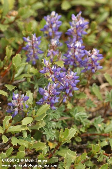 Lupinus sellulus ssp. sellulus var. sellulus (L. lepidus var. sellulus)