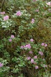 North Umpqua Kalmiopsis