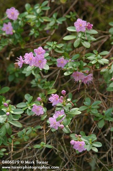 Kalmiopsis leachiana