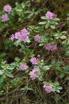 North Umpqua Kalmiopsis