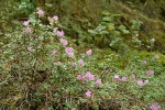 North Umpqua Kalmiopsis