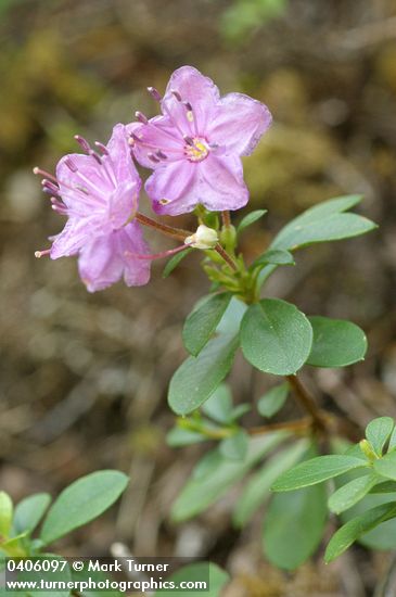 Kalmiopsis leachiana