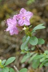North Umpqua Kalmiopsis blossoms & foliage detail