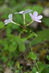 Woodland Phlox