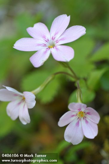 Phlox adsurgens