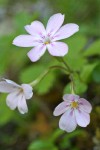 Woodland Phlox blossoms detail