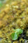 Heartleaf Twayblade