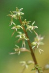 Heartleaf Twayblade blossoms detail