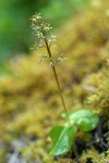 Heartleaf Twayblade