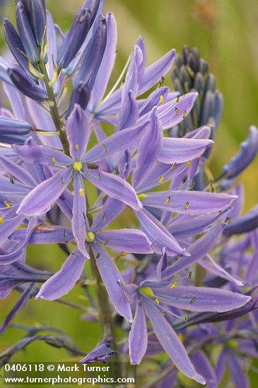 Camassia leichtlinii