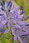 Great Camas blossoms detail