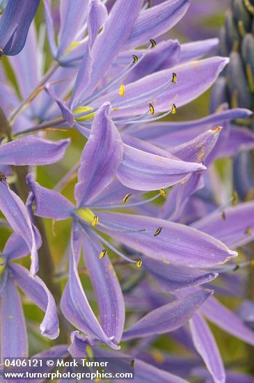 Camassia leichtlinii