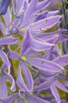 Great Camas blossoms detail