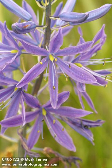 Camassia leichtlinii