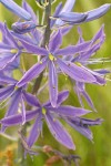 Great Camas blossoms detail