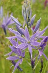 Great Camas blossoms