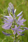 Great Camas blossoms