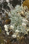 Alpine Smelowskia