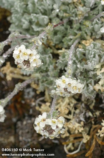 Smelowskia calycina var. americana