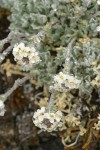 Alpine Smelowskia