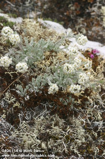 Smelowskia calycina var. americana