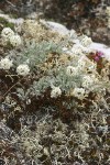 Alpine Smelowskia