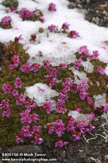 Douglasia laevigata