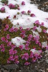 Douglasia blooming through light snow cover