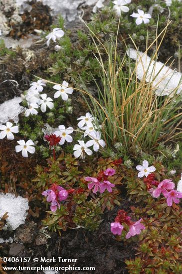 Douglasia laevigata; Phlox diffusa