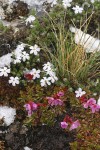 Douglasia & Spreading Phlox blooming through melting snow cover